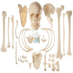 Collection Of Typical Human Bones Model